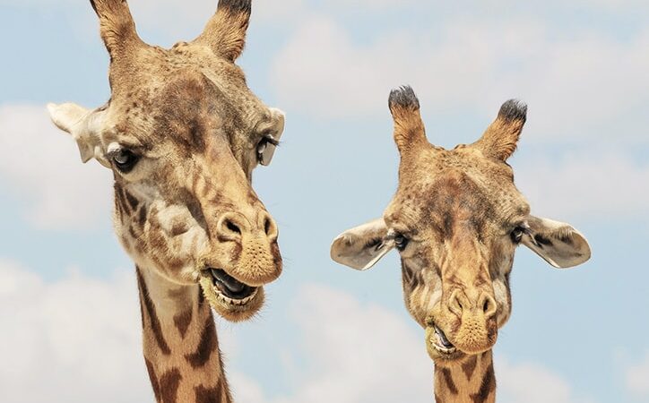 25 Amazing Facts You Didn’t Know About Animals 25 Amazing Facts You Didn’t Know About Animals